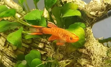 Bunter Prachtkärpfling